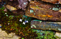 Bluets-on-the-Dan-River