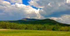 Spring in the Sauras